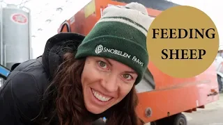 How (AND WHAT) I Feed My Sheep: VLOG 124