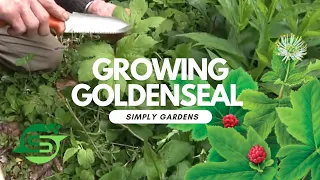 Secrets to Growing Goldenseal in Your Wild Moutain Garden: Tips and Techniques