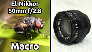 El-Nikkor 50mm f/2.8 - Macro Sample Images