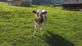 Bayerische Alpen - Spitzingsee, Albert-Link- / Schönfeldhütte und Muhkuhs 🐄