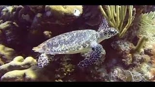 Scuba Diving Bonaire: Karpata and Pink Beach - Friendly turtle encounter!!