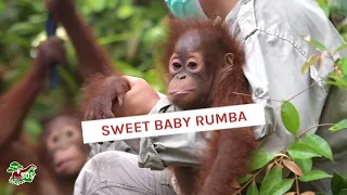 SWEET BABY ORANGUTAN, RUMBA