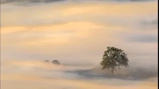 Zen Garden - Calming Sands