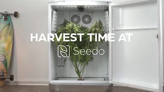 Grow Your Own Weed - Kush Harvest - Seedo