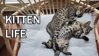 Play, Sleep, Be Cute, Repeat - Bengal Kittens