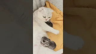 Mom cat protects her baby kittens from her owner