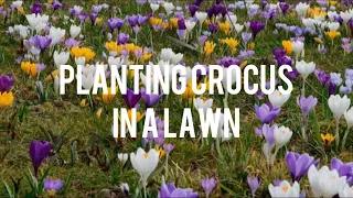 How to plant Crocus in a lawn quickly and easily | Tutorial | Crocus Botanical Mix | Planting bulbs