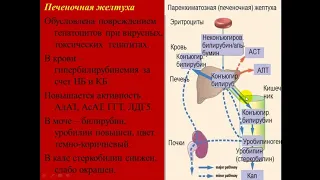 Биохимия печени  Обмен хромопротеидов стом,рус