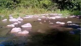 Bowmanville Creek Salmon Run