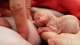 Help For Tiny Sphynx Kitten to Nurse 💞 Emotional Moments