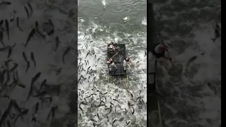 Asian Carp Gone Mad