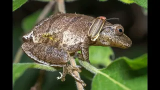 Do Spring Peepers Need a Heat Lamp? Care Guide for Tiny Amphibians