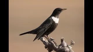 ¡Rareza en Arcos de las Salinas!