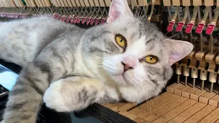 Lullaby for fat cats - Meow loves piano massage