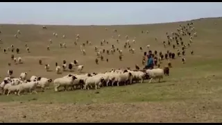 Sheep whisperer of Orkhon Valley-watch how our host called his flock and caught our dinner-15052018