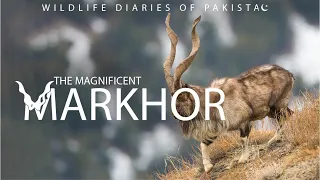 The Magnificent Markhor - Wildlife Diaries of Pakistan