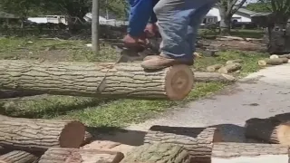 Die Krassesten Holzfäller aufgenommen auf Video