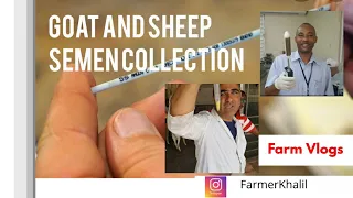 Goat and Sheep Semen Collection and Evaluation