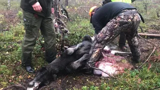 Lyckad Älgjakt Dalarna moose hunting