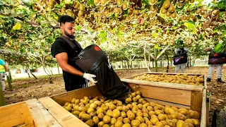 🥝 AWESOME DAY ON KIWI FRUIT ORCHARD NEW ZEALAND