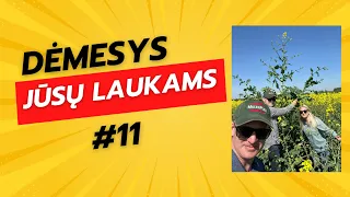 Dėmesys Jūsų laukams #11 žydinčių rapsų jūra Jums Mamos