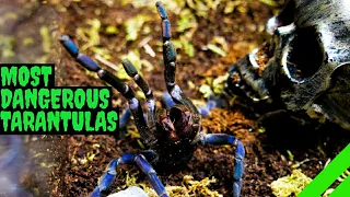 Top 10 Most DANGEROUS Tarantulas!