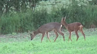 6.5x55 swede 140gr SST bullet swirl slow-mo