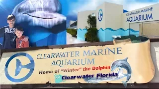 Clearwater Marine Aquarium - Home of Winter the Dolphin