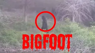 -North America- Finding BigFoot  - caught on camera - expedition Bigfoot