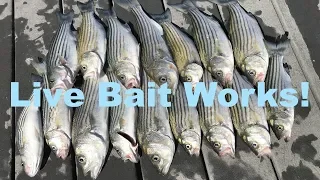 Striper Fishing with LIVE SHAD at Lake Mead, Nevada