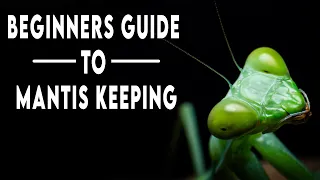 Praying Mantis Keeping 101 - A Beginners Guide