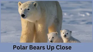 What are The Habits/Behaviors of Polar Bears?