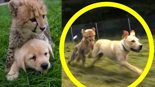 That's why they throw puppies into cheetah enclosures! It's incredible...