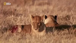 National Geographic  Afrika'nın Yaratıcı Katilleri