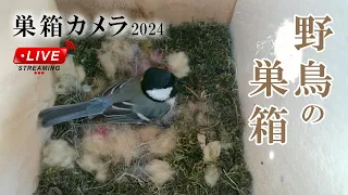 産卵7日目 🥚×7 シジュウカラの巣箱 巣箱カメラ 野鳥 2024/05/08 Bird Nest Box Live Camera