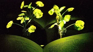 Glowing plants