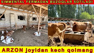 SIMMENTAL BUZOQLARNI MAKONI BOLGAN FERMANI TOPDIK SHOSHILING