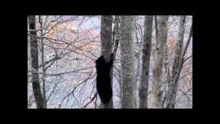 Black Bear Cub Climbing Up A Tall Tree