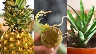 Grow Pineapple from Top of Another Pineapple
