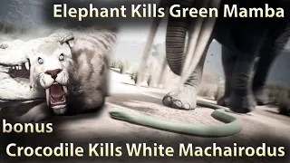 Elephant Kills Green Mamba  Ancestors The Humankind Odyssey