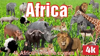 African Safari in 4K - Stunning Wildlife Footage and Serene Landscapes