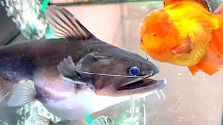 Gulper Catfish Attacks #fish #attack #catfish