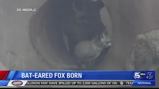 Bat-Eared Fox Born at Zoo Knoxville