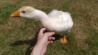 Watch as Gosling Grows up Greeting You