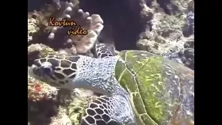© Морская черепаха бисса Eretmochelys imbricata   Hawksbill sea turtle