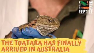 World's Most Unique Reptile Finally Arrives in Australia | Australian Reptile Park