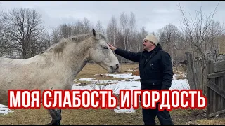 На что смотреть при покупке лошадей/ Моя слабость и гордость