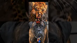 ENGLISH MASTIFF VS LEOPARD, WOLF, BOBCAT,CARACAL,PIT BULL ,(BITE FORCE)