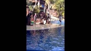 Oasis Park- Sea-Lion Show (Part 1)