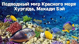 Подводный мир Красного моря. Хургада. Макади Бэй